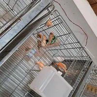 جوجه قناری ریزه خون رنگی|پرنده|قرچک, فردیس|دیوار