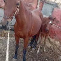 فروش یک راس اسب با کره ماده