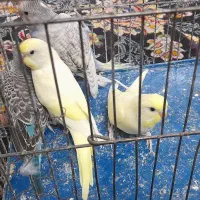 جوجه مرغ عشق وایت فیس و گلد