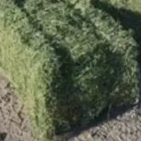 یونجه تفال کاه نرم و پرس