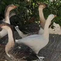 اردک اسراییلی و قوغاز|حیوانات مزرعه|دینور, |دیوار