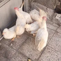 مرغ جوان تخم گذار|حیوانات مزرعه|مشهد, ایثار|دیوار