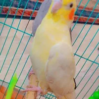 عروس هلندی مهران|پرنده|مهران (ایلام), |دیوار