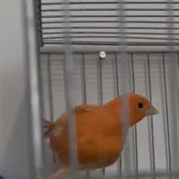 قناری رد فکتور