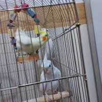 عروس هلندی البینو ولوتینو|پرنده|مشهد, شهید قربانی|دیوار