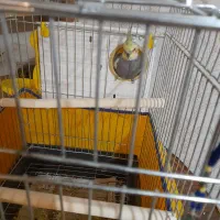 یه جفت عروس هلندی به همراه جوجه|پرنده|همدان, |دیوار