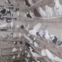 پرنده سراپیشوا