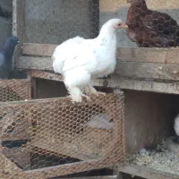 جوجه ۴ماهه کوشین|حیوانات مزرعه|لاهیجان, بوجایه|دیوار