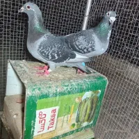 کبوتر باگوشی معاوضه