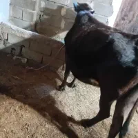 گاو آبستن ۵ ماه