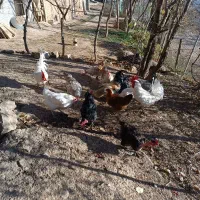 تعدادی مرغ سالم گوشتی وتخم گذار|حیوانات مزرعه|سیاهکل, |دیوار