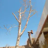 چوب بری|خدمات باغبانی و درختکاری|اصفهان, بهارستان|دیوار