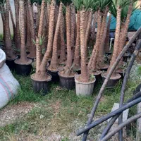 گل یوکا آپارتمانی|گل و گیاه طبیعی|قم, الغدیر|دیوار