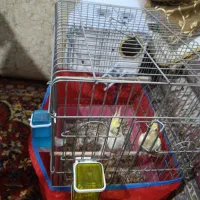 عروس هلندی جفت