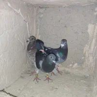 پلاکی|پرنده|مراغه, |دیوار