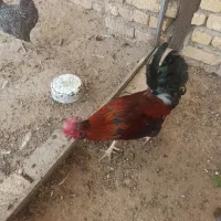 خروس|حیوانات مزرعه|اصفهان, کوی امیریه|دیوار