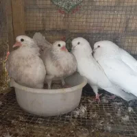 کبوتر.کفتر|پرنده|مبارکه, |دیوار