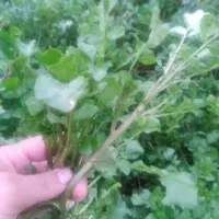 چوچاق و پونه در تالش تمیز و پاک شده خشک|خوردنی و آشامیدنی|حویق, |دیوار