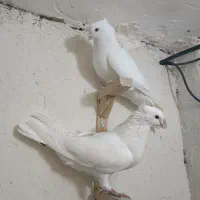 سفید|پرنده|بم, |دیوار