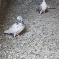 کبوتر