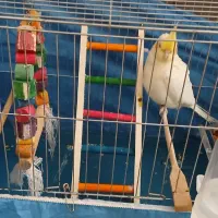 عروس هلندی|پرنده|سرپل ذهاب, |دیوار
