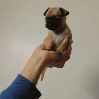 واگذاری پاگ پامر و پودل