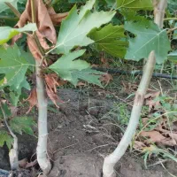 هلو و شلیل چنار