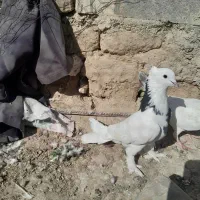 طوقی|پرنده|شیروان (خراسان), |دیوار