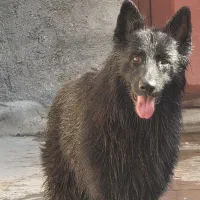 سگ ژرمن بلک شولاین