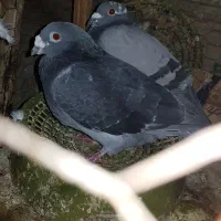 یک جفت المانی جان اردن یک قفس سه طبقه یک درب چخ