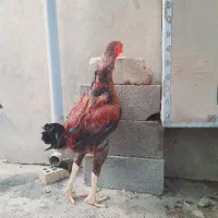 خروس لاری افغان|حیوانات مزرعه|تاتار علیا, |دیوار