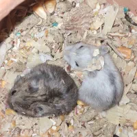 همستر کمپل|موش و خرگوش|تهران, مهرآباد|دیوار