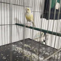 قناری ماده|پرنده|بروجرد, |دیوار