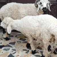 گوسفند نر قوچ