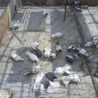 کفتر گرفتنی پرنده