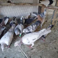 کبوتر بوم|پرنده|چناران, |دیوار