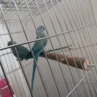 جفت طوطی ملنگو آبی مولد|پرنده|شیراز, منطقه هوایی شهید دوران|دیوار