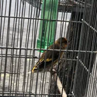 سهره قناری قرص|پرنده|تهران, کوثر|دیوار