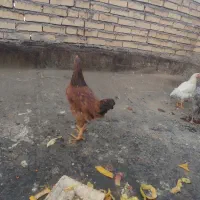 مرغ و خروس جهادی