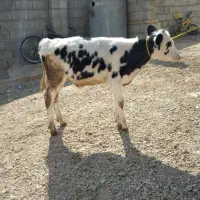 گوساله سمینتال