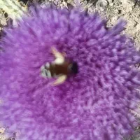 عسل طبیعی کوهستان مرغوبترین