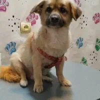 واگذاری رایگان