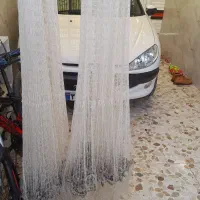 یک عدد کولی ماشک