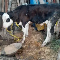 گوساله هلشتاین نر