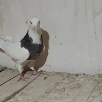 طوقی|پرنده|اصفهان, سرتاوه|دیوار