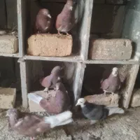 کبوتر سرخ دم سفید پرشی