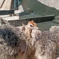 جوجه‌شترمرغ