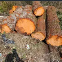 تخته توسکا صنوبر