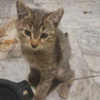 چهار برادر خواهر|گربه|تهران, خواجه نظام الملک|دیوار