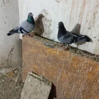 کفتر جفتی سالم به ضمانت تخم و جوجه